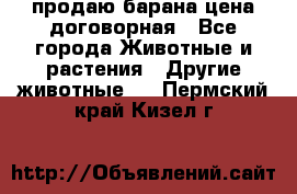 продаю барана цена договорная - Все города Животные и растения » Другие животные   . Пермский край,Кизел г.
